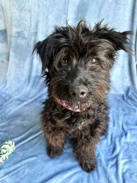 Lykke Freundliche Hundedame