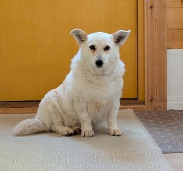 zuckersüße kleine Dori bei München!