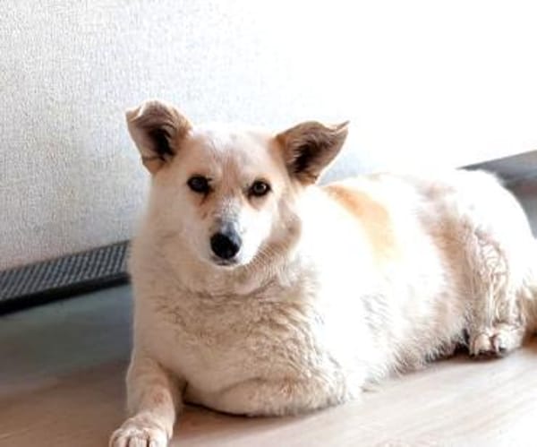 zuckersüße kleine Dori bei München!