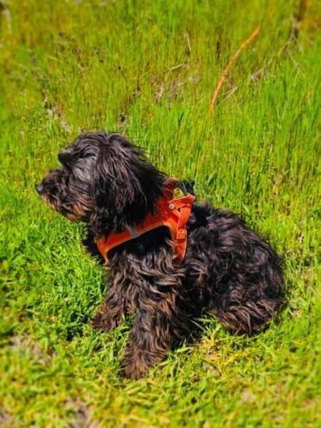 Schnoodle Mix Mädchen sucht Zuhause