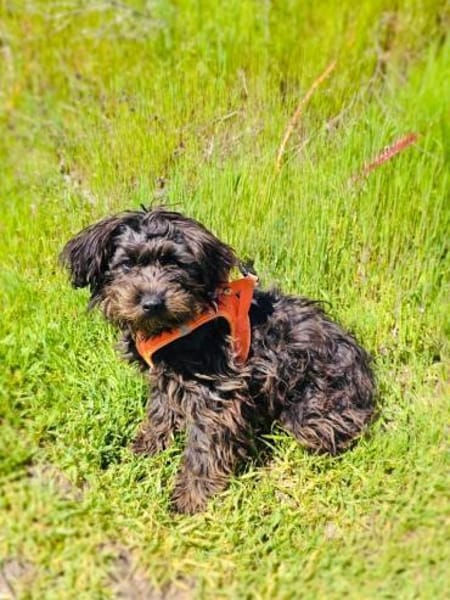 Schnoodle Mix Mädchen sucht Zuhause