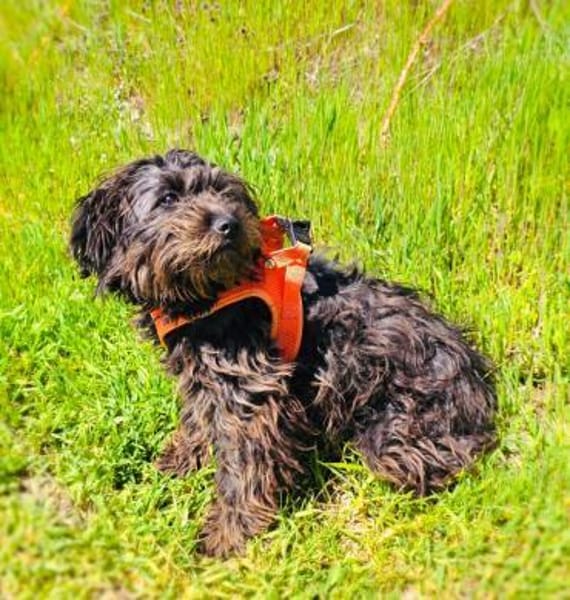 Schnoodle Mix Mädchen sucht Zuhause