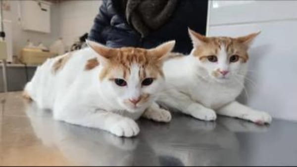 Copper & Monchi Verspieltes Dreamteam
