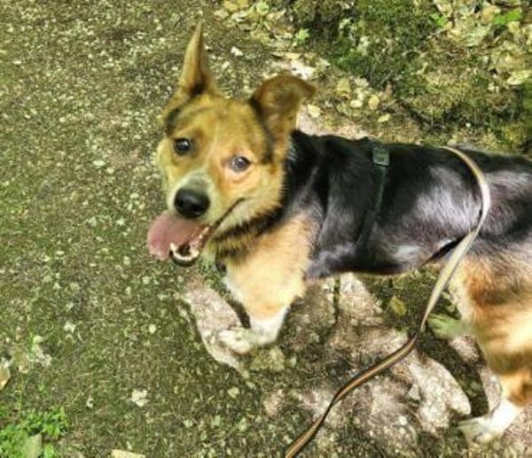 LEO sucht Familienanschluss