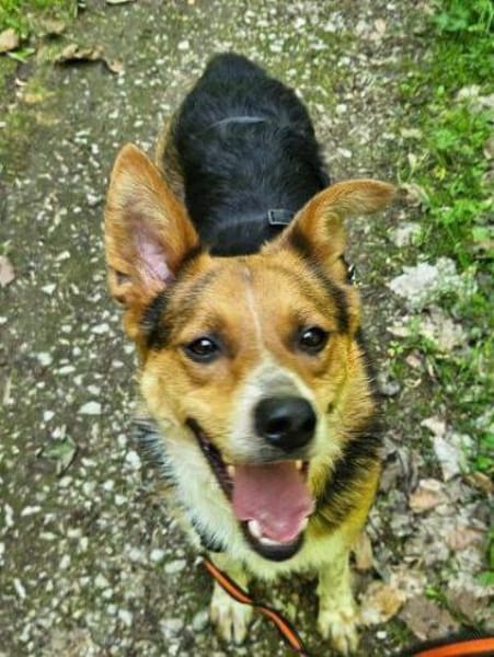 LEO sucht Familienanschluss
