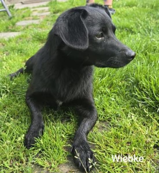 Wiebke, ein zauberhafter Dackel Mix