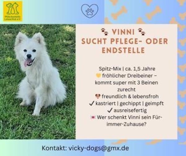VINNI SUCHT SEIN FÜR-IMMER-ZUHAUSE