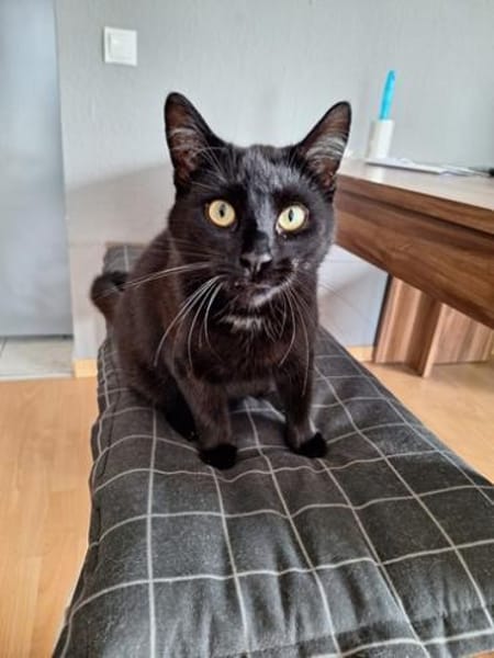 Kaito & Akita suchen ein neues Zuhause