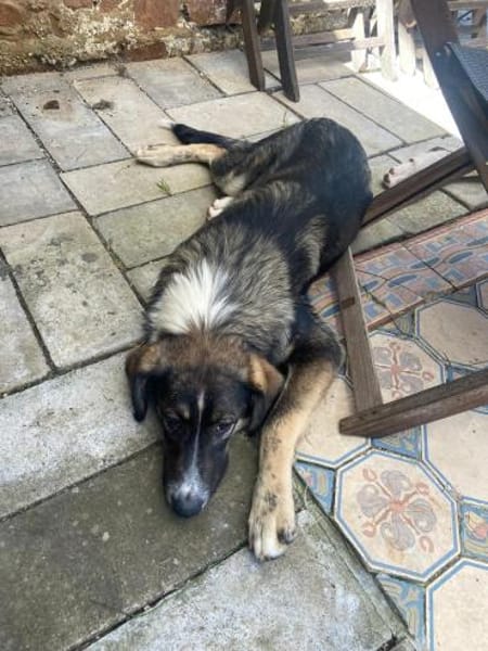 Vito - sanfter Traumhund in 54534