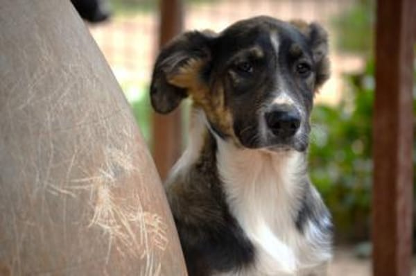 Vito - sanfter Traumhund in 54534
