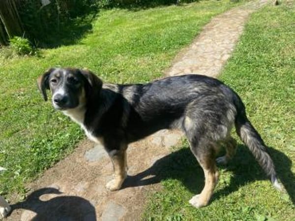 Vito - sanfter Traumhund in 54534