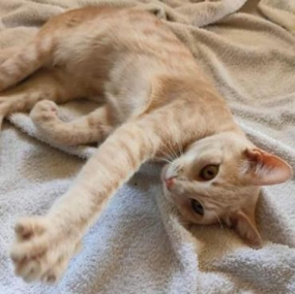 GINGER, zutraulich und verschmust