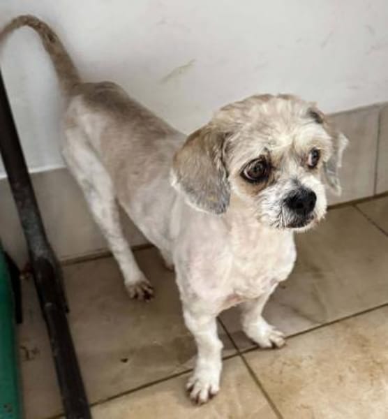 Lulu - aus RO, bald in DE, 44627 Herne