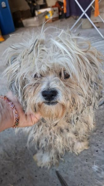 Lulu - aus RO, bald in DE, 44627 Herne