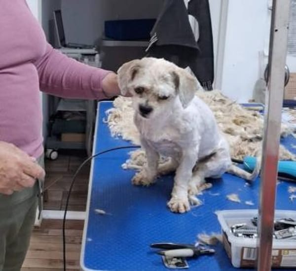 Lulu - aus RO, bald in DE, 44627 Herne