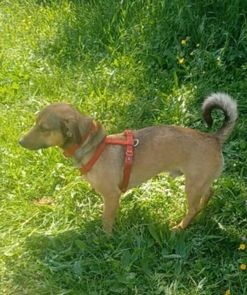 NANO 💙💙💙 sonnig , neugierig , lieb