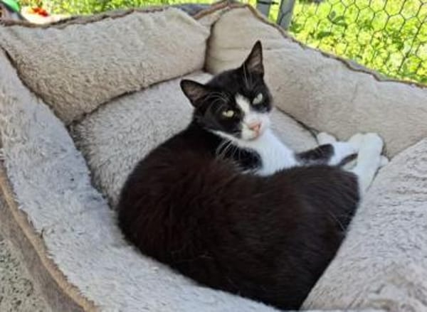 Alvira ein freundliches Katzenmädel