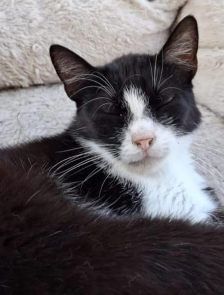 Alvira ein freundliches Katzenmädel
