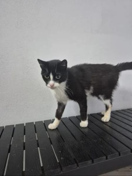 Alvira ein freundliches Katzenmädel