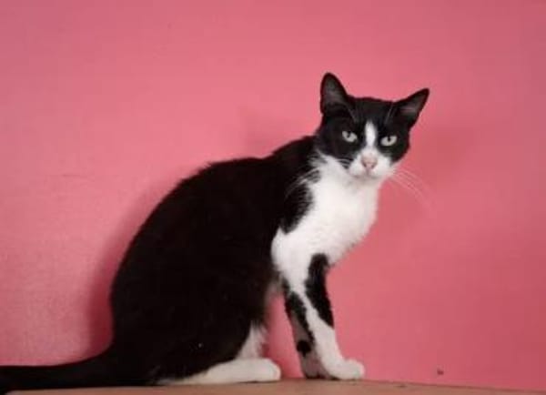 Alvira ein freundliches Katzenmädel