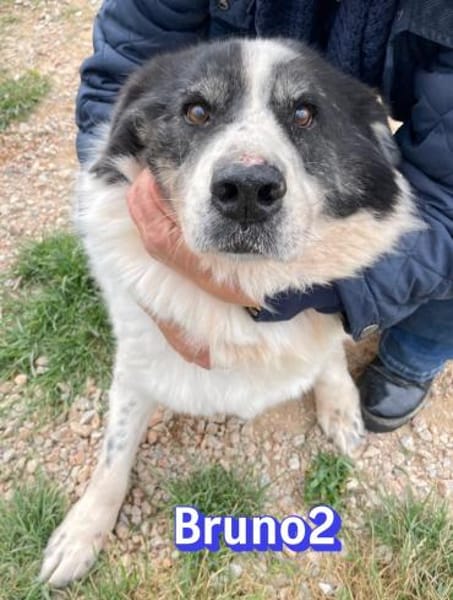 Bruno 2 - gemütlich, ruhig - Gnadenbrot