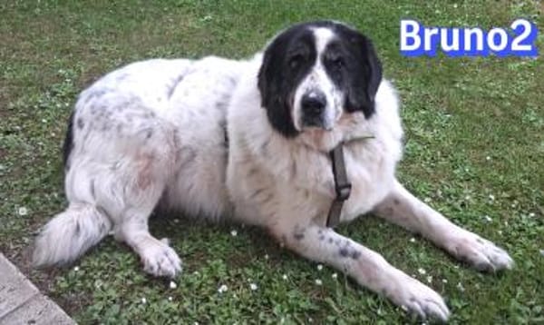 Bruno 2 - gemütlich, ruhig - Gnadenbrot