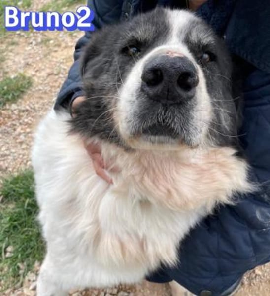 Bruno 2 - gemütlich, ruhig - Gnadenbrot