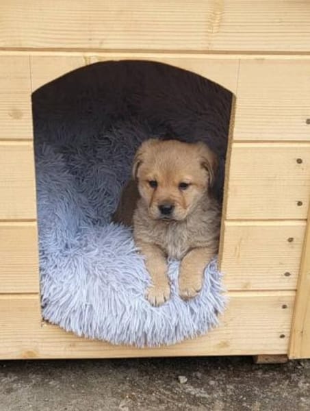Rubin - Der schlaue Hundejunge
