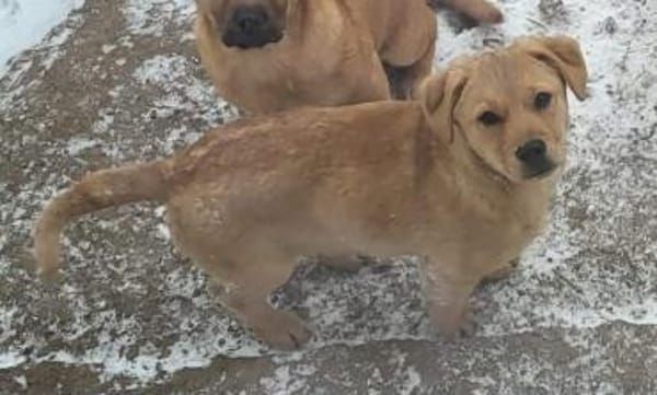 Rubin - Der schlaue Hundejunge