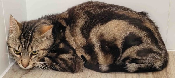 Jupiter