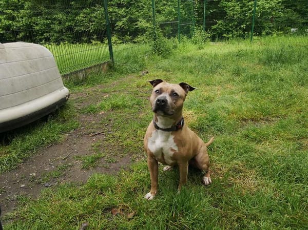 Nala