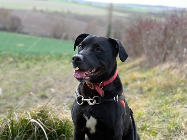 RAPTOR
