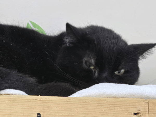 BLACKY