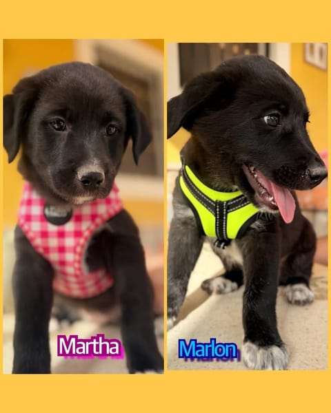 MARLON (Martina)