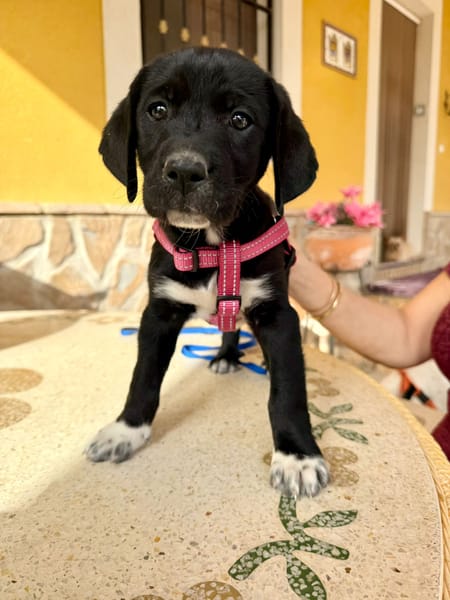 LUNA (Martina)