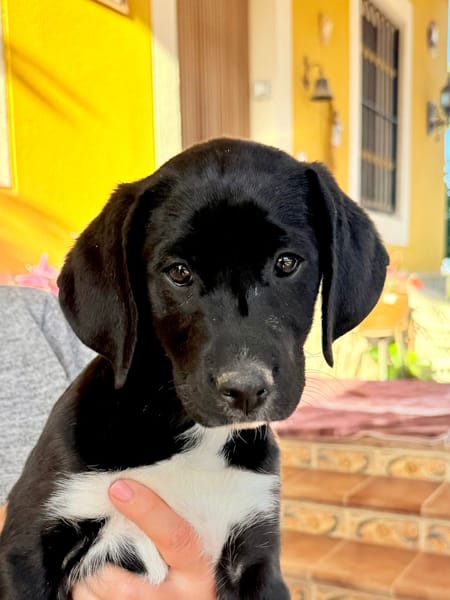 LUNA (Martina)