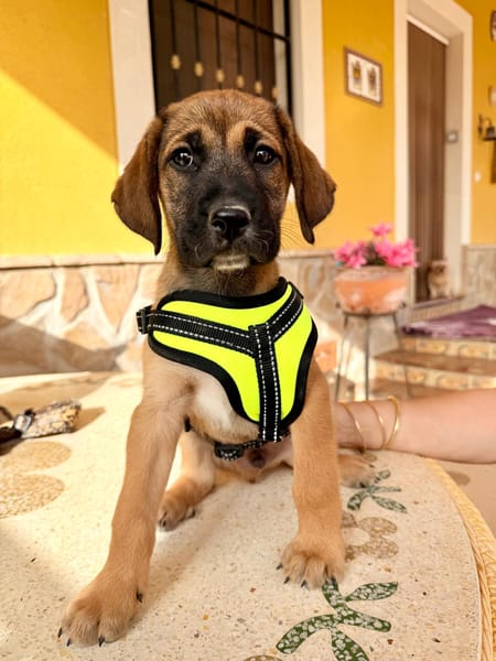 LEO (Martina)