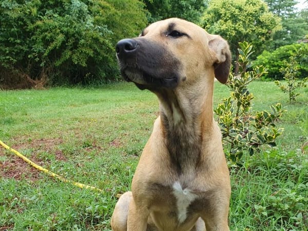 ISELA (France)