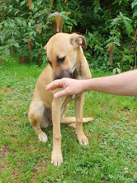 ISELA (France)