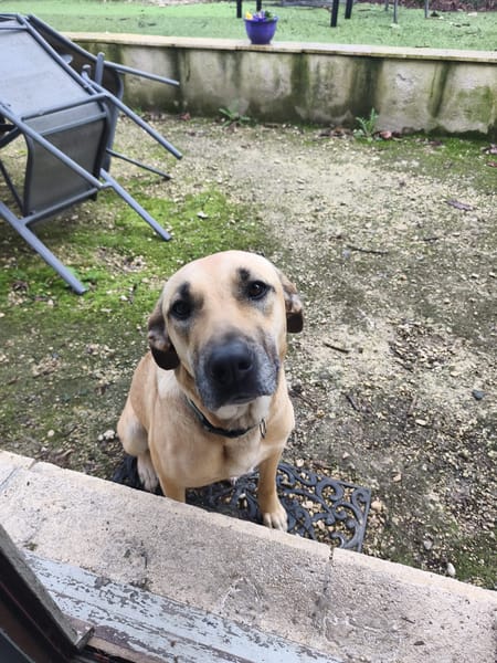 ISELA (France)