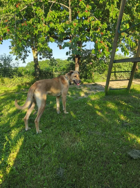 ISELA (France)