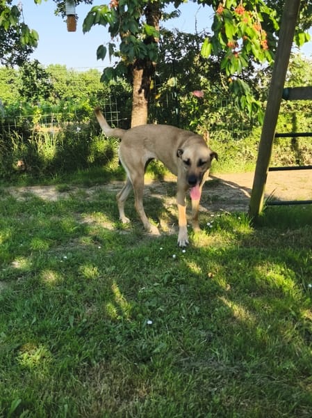 ISELA (France)