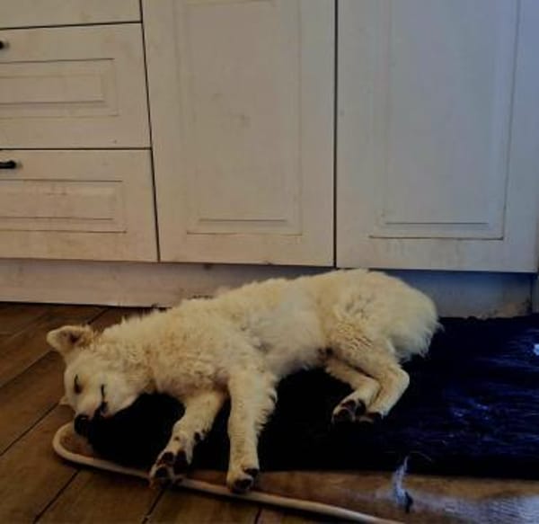 Lennie wuschelweicher wunderbarer Hund
