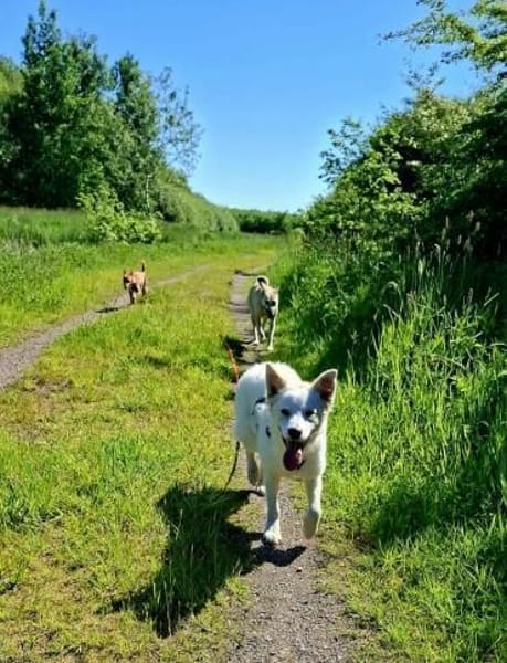 Lennie wuschelweicher wunderbarer Hund