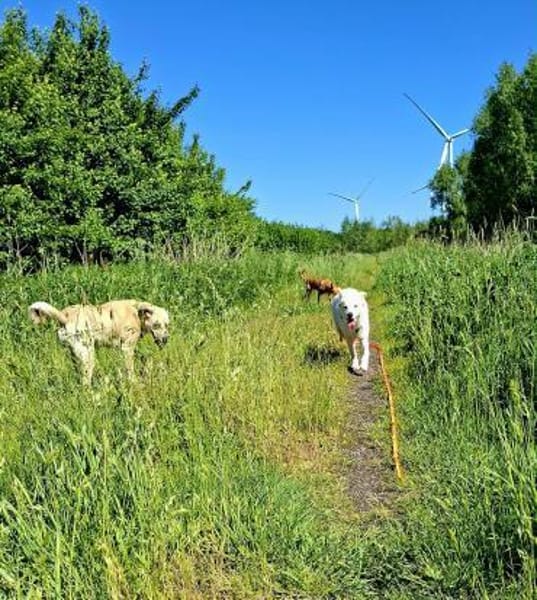 Lennie wuschelweicher wunderbarer Hund