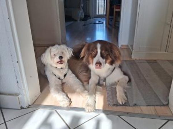 Idefix sucht Familie mit Ersthund