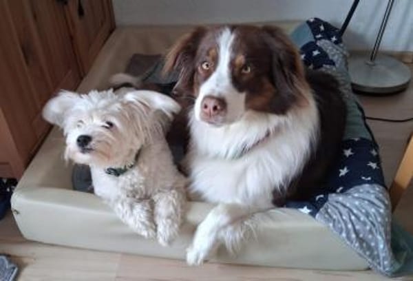 Idefix sucht Familie mit Ersthund