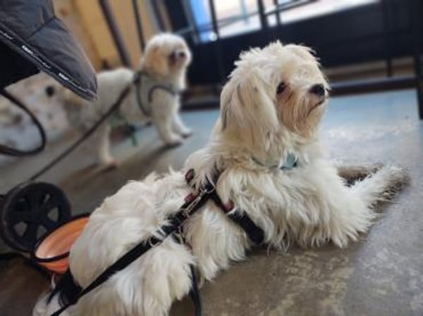 Idefix sucht Familie mit Ersthund