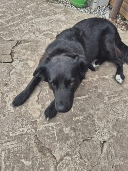 Aluna, geb. ca. 03/2025, 67814 Dannenfel