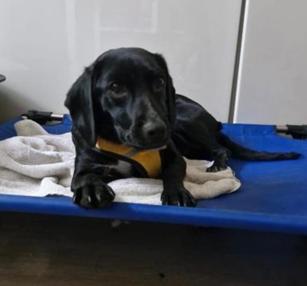 BONNIE SUCHT IHR FÜR-IMMER-ZUHAUSE